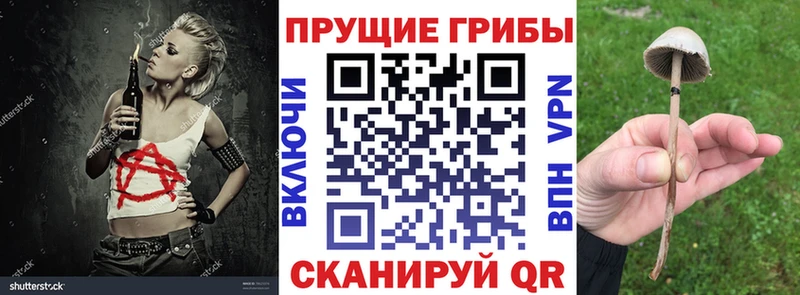 Галлюциногенные грибы Cubensis  Сунжа 